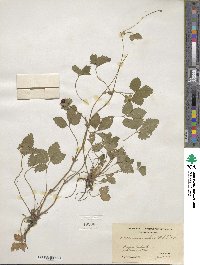 Potentilla indica image