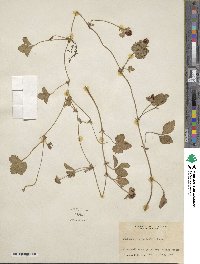 Potentilla indica image