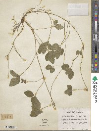 Potentilla indica image