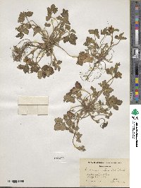 Potentilla indica image