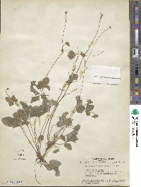 Potentilla indica image