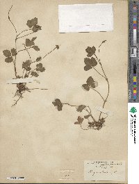 Potentilla indica image