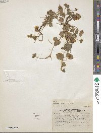 Potentilla indica image