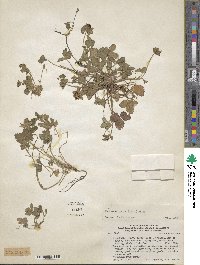 Potentilla indica image