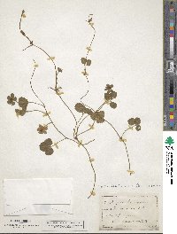 Potentilla indica image