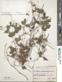 Potentilla indica image