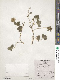 Potentilla indica image