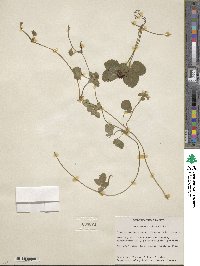 Potentilla indica image