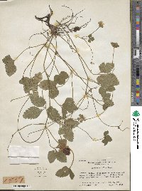 Potentilla indica image