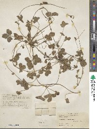 Potentilla indica image