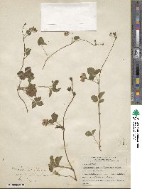 Potentilla indica image