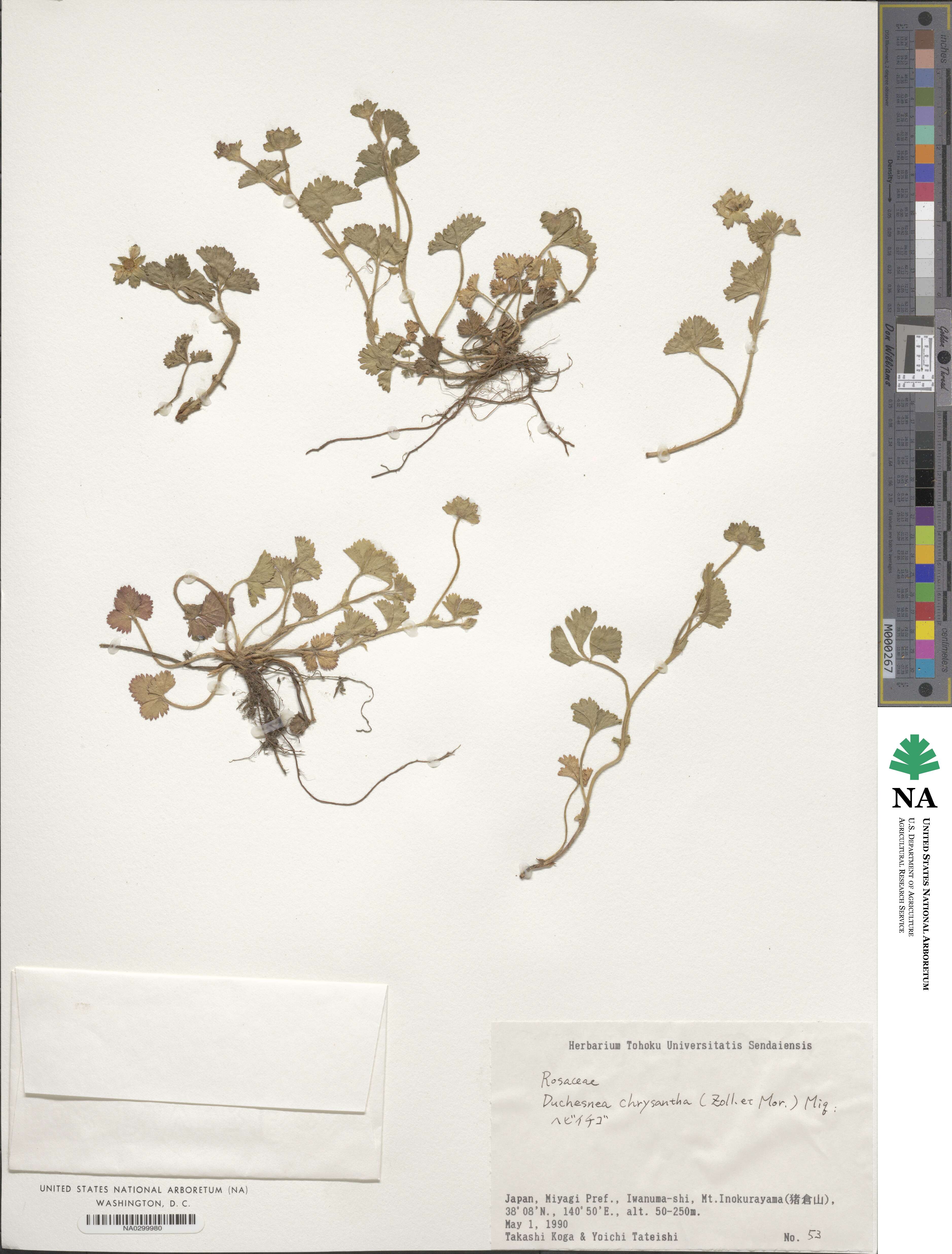 Potentilla wallichiana image