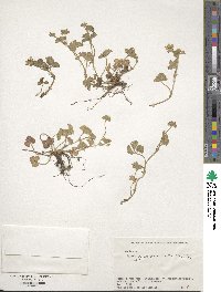 Potentilla wallichiana image