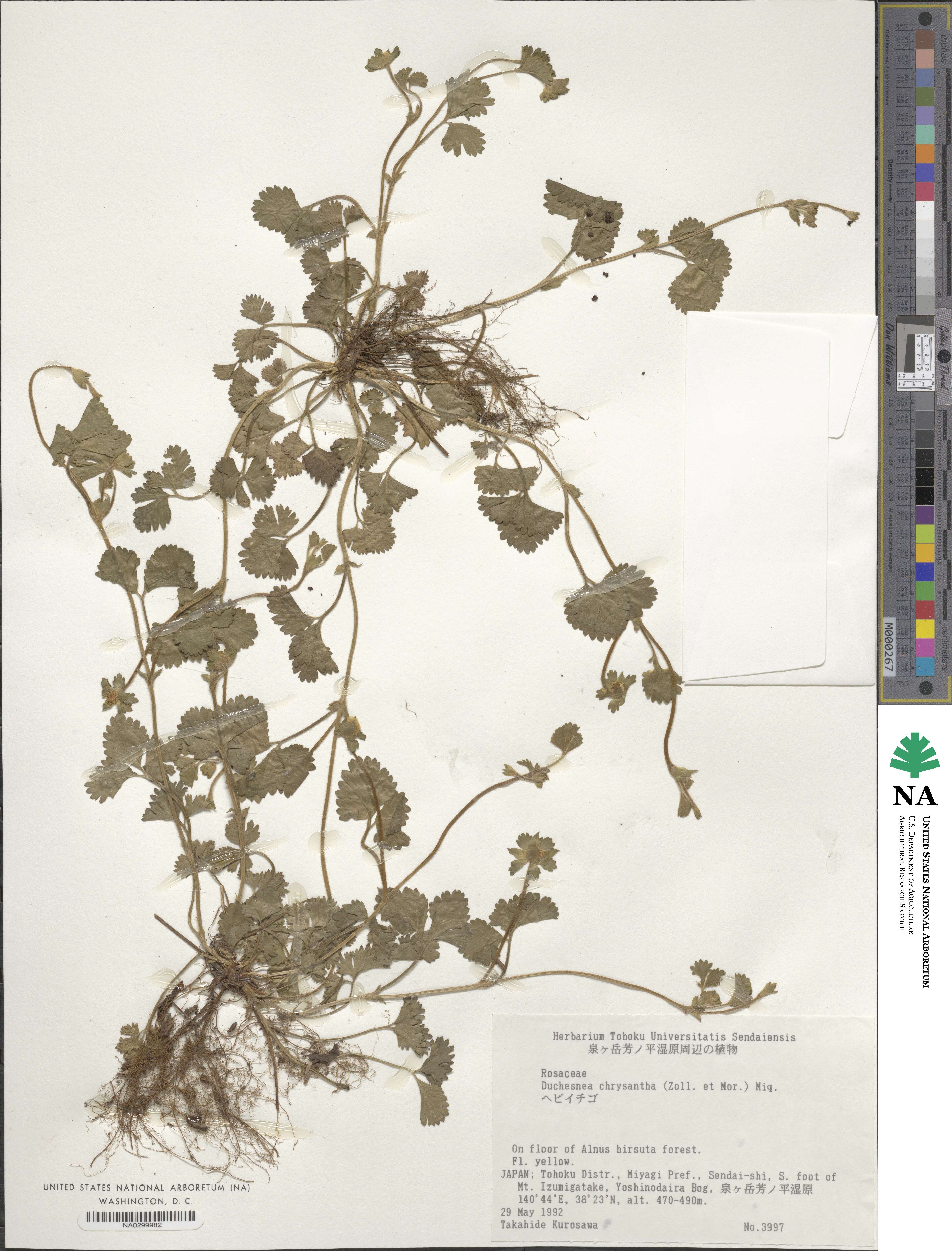 Potentilla wallichiana image