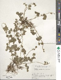 Potentilla wallichiana image