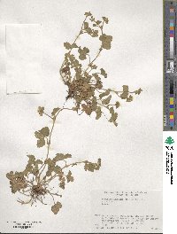 Potentilla wallichiana image