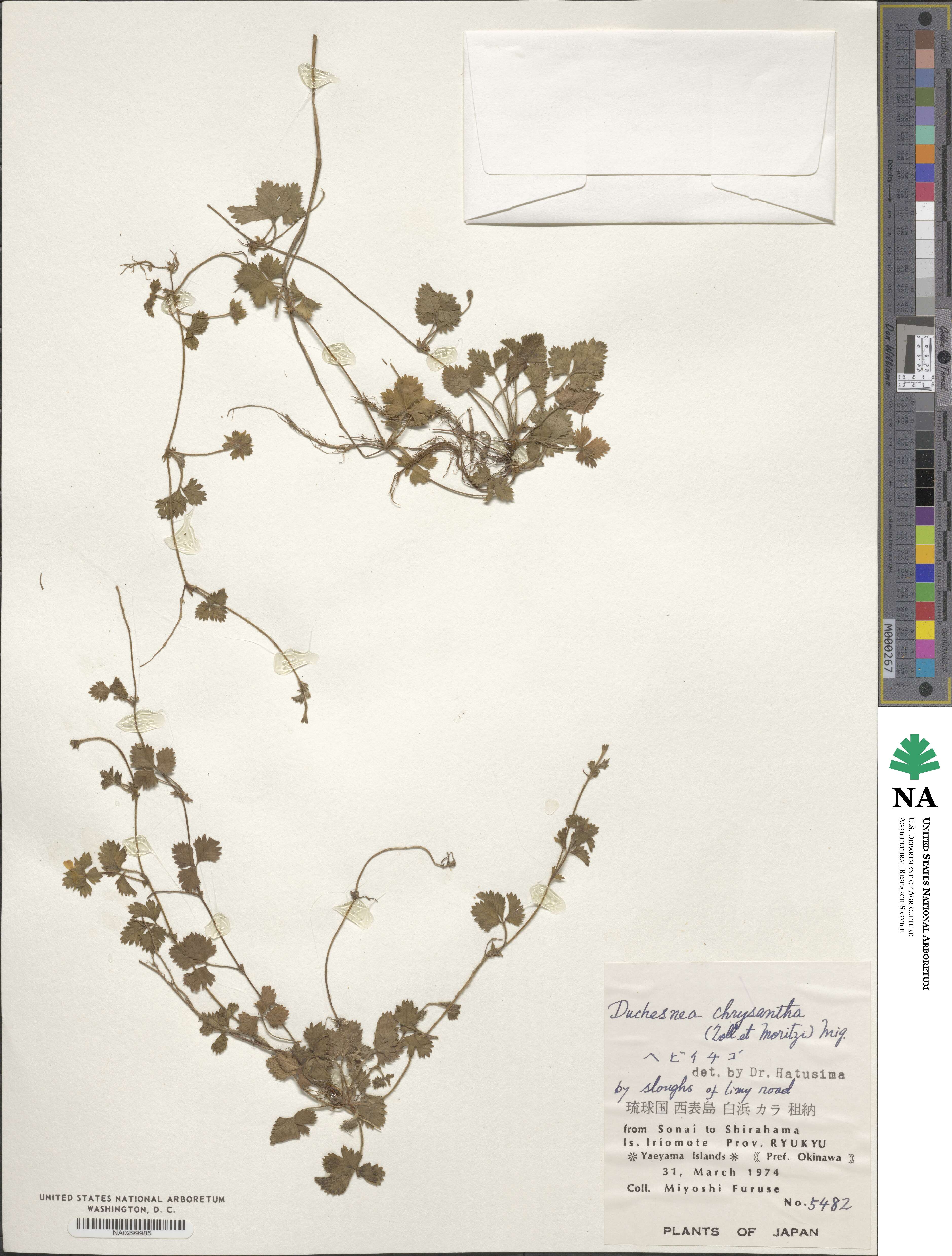 Potentilla wallichiana image