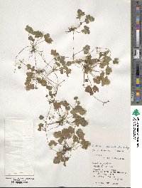 Potentilla wallichiana image