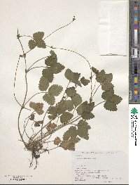 Potentilla indica image