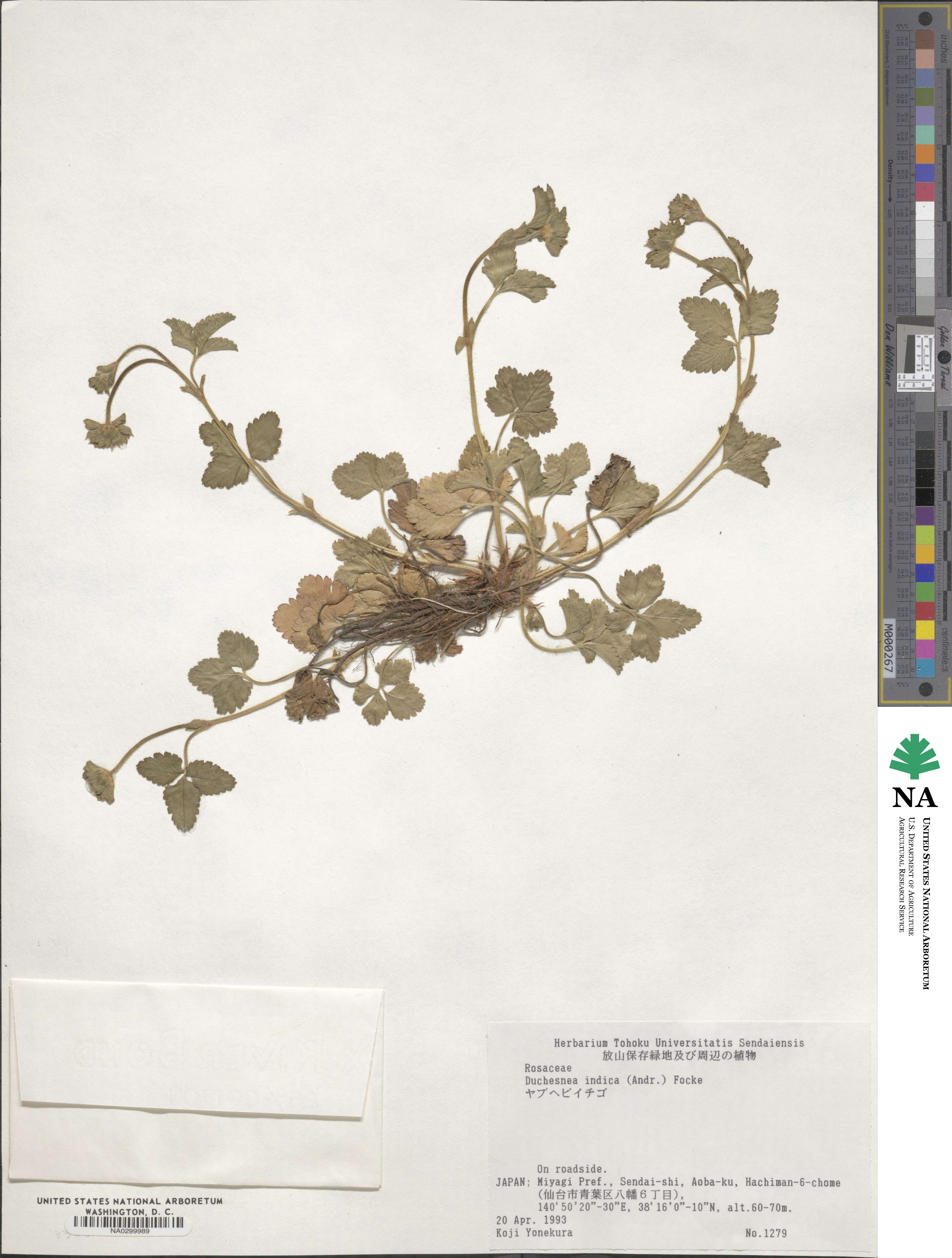 Potentilla image