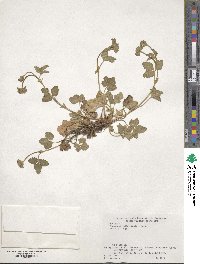 Potentilla indica image