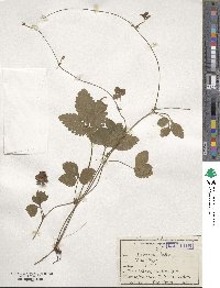 Potentilla indica image