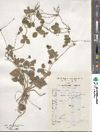 Potentilla indica image