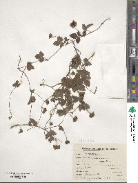 Potentilla indica image