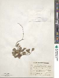 Potentilla indica image