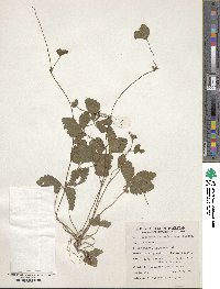 Potentilla indica image