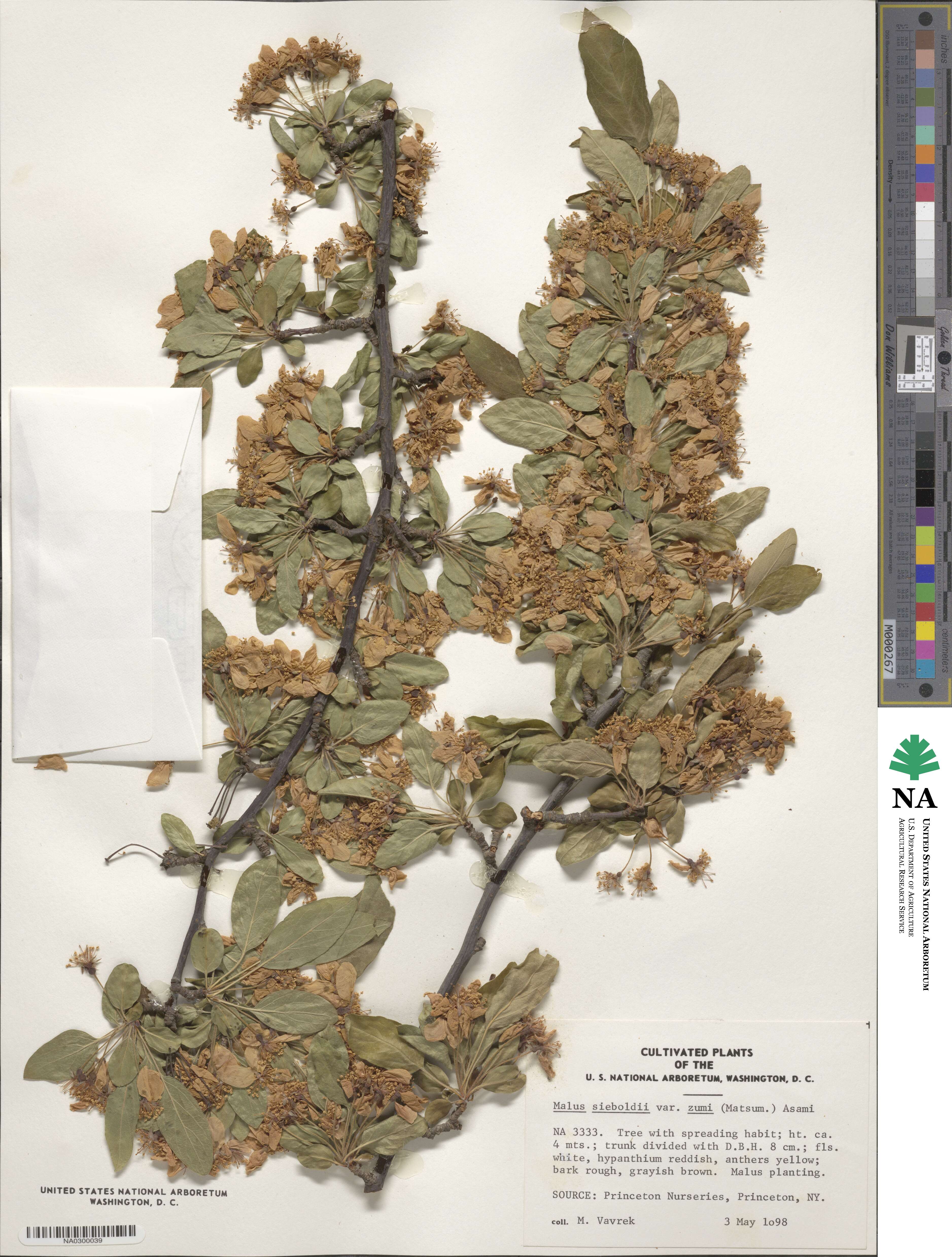 Malus × zumi image