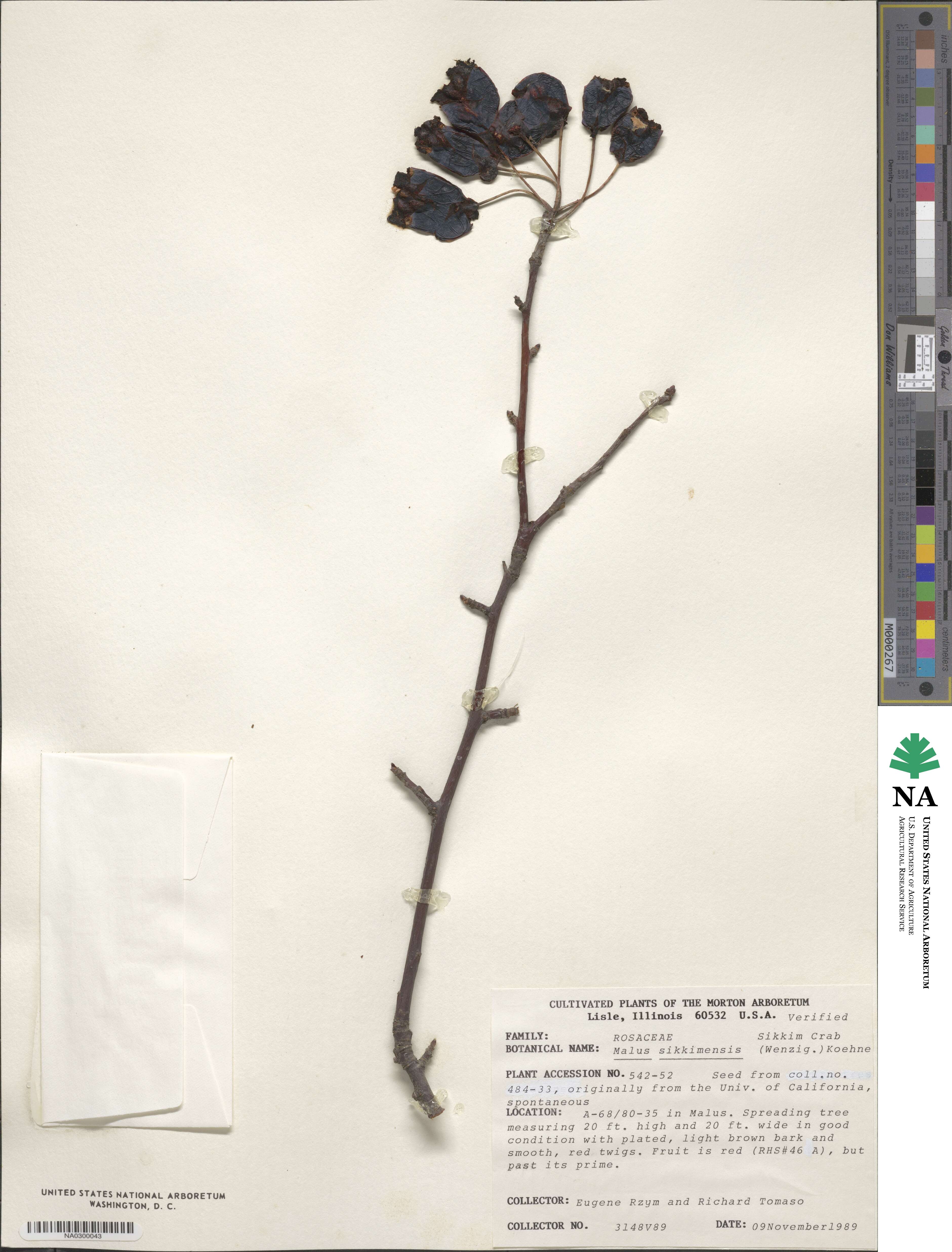 Malus sikkimensis image