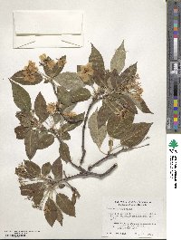 Malus sikkimensis image