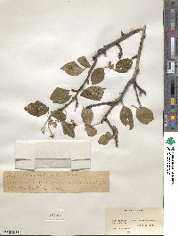 Malus sikkimensis image