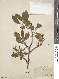 Malus spectabilis image