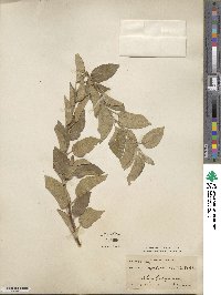 Malus spectabilis image