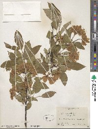 Malus spectabilis image