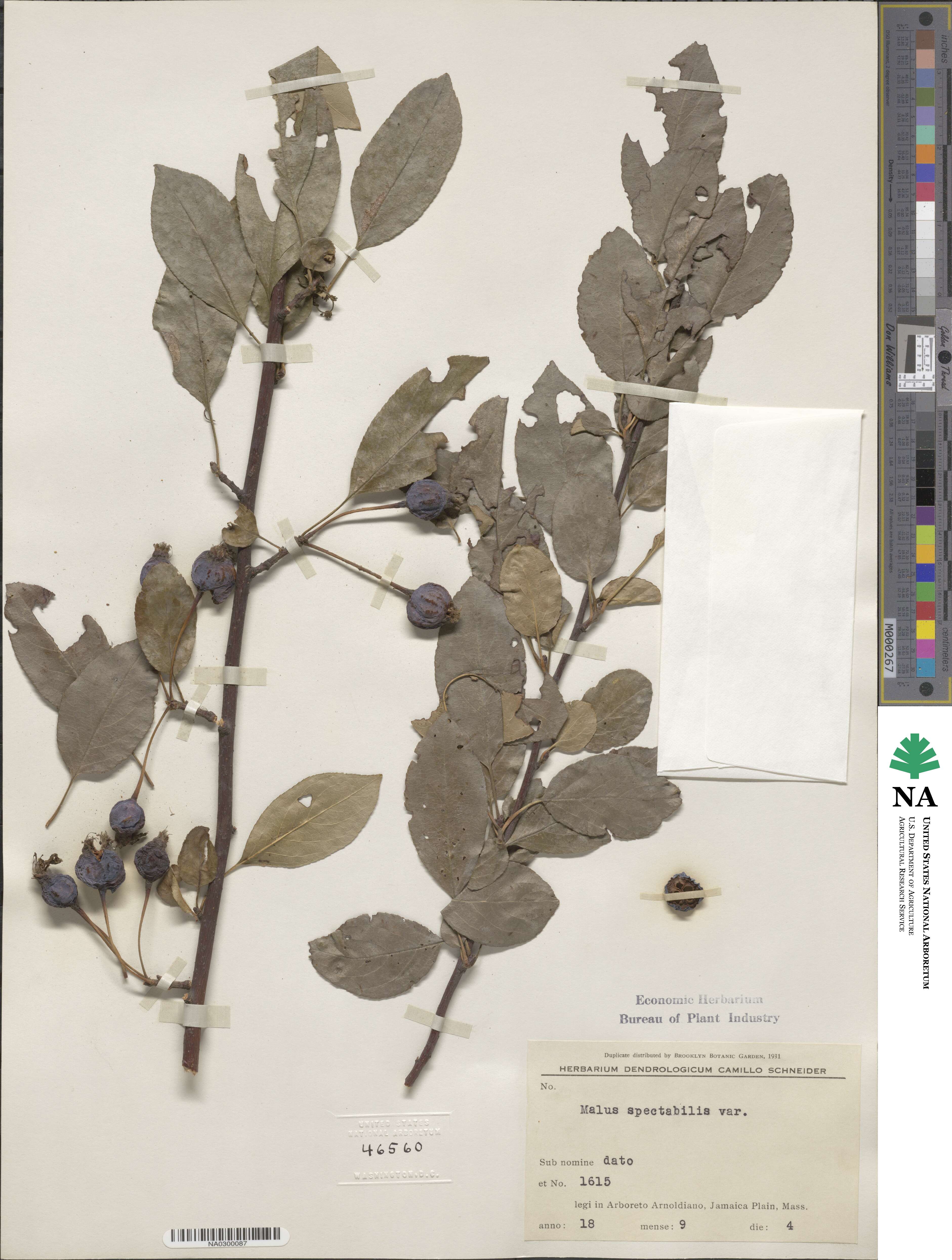 Malus spectabilis image