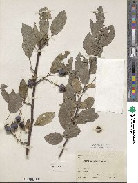 Malus spectabilis image