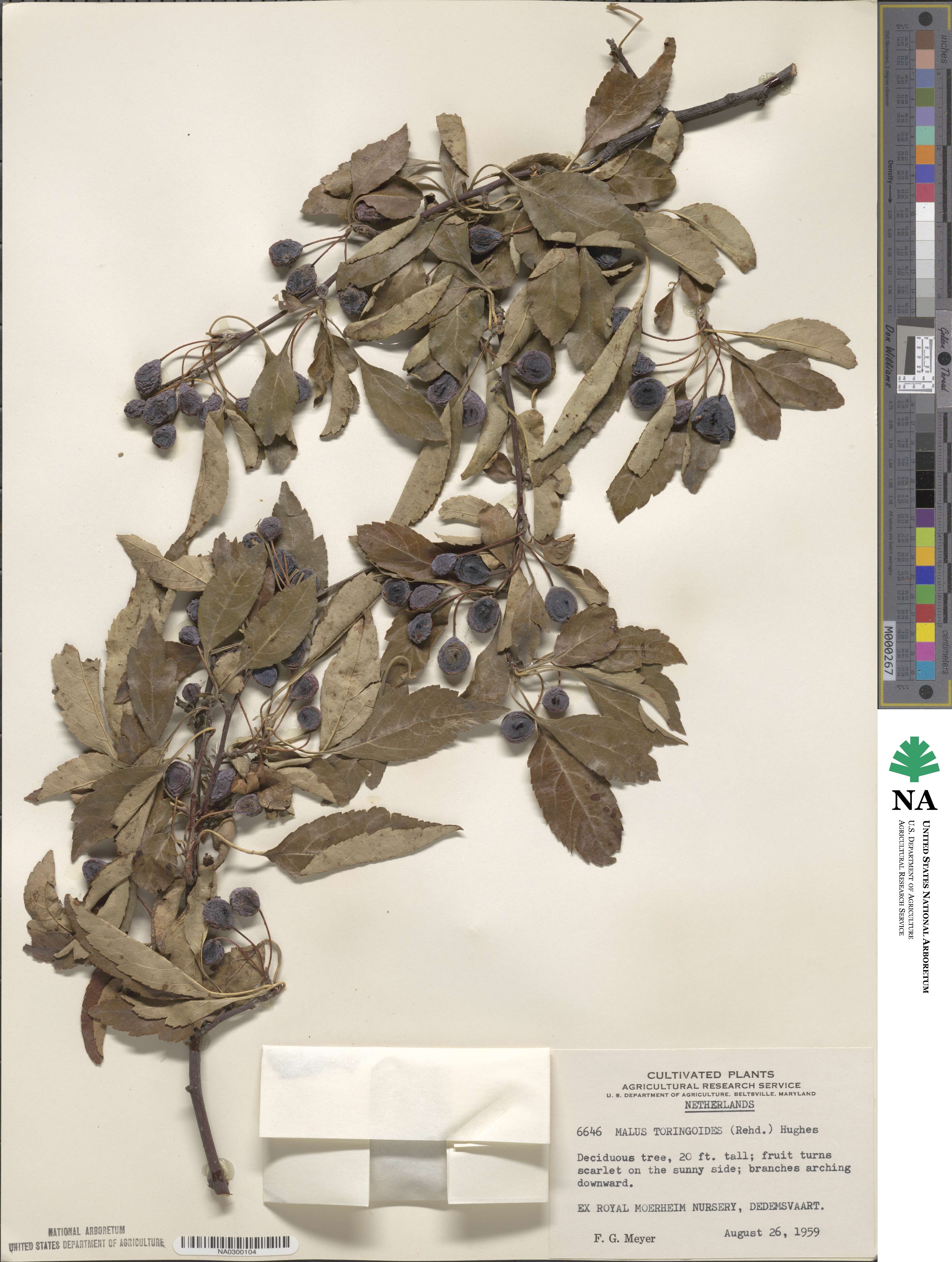 Malus toringoides image