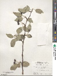 Malus toringoides image