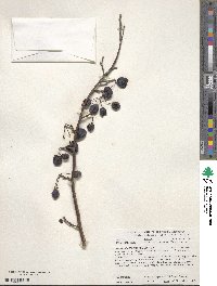 Malus toringoides image