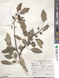 Malus toringoides image