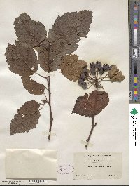 Malus yunnanensis image