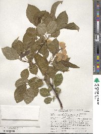 Malus sieboldii image