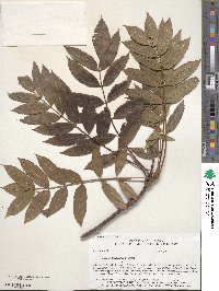 Sorbus americana image