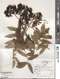 Sorbus americana image