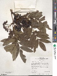 Sorbus americana image