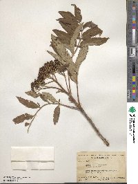 Sorbus americana image