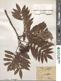 Sorbus americana image